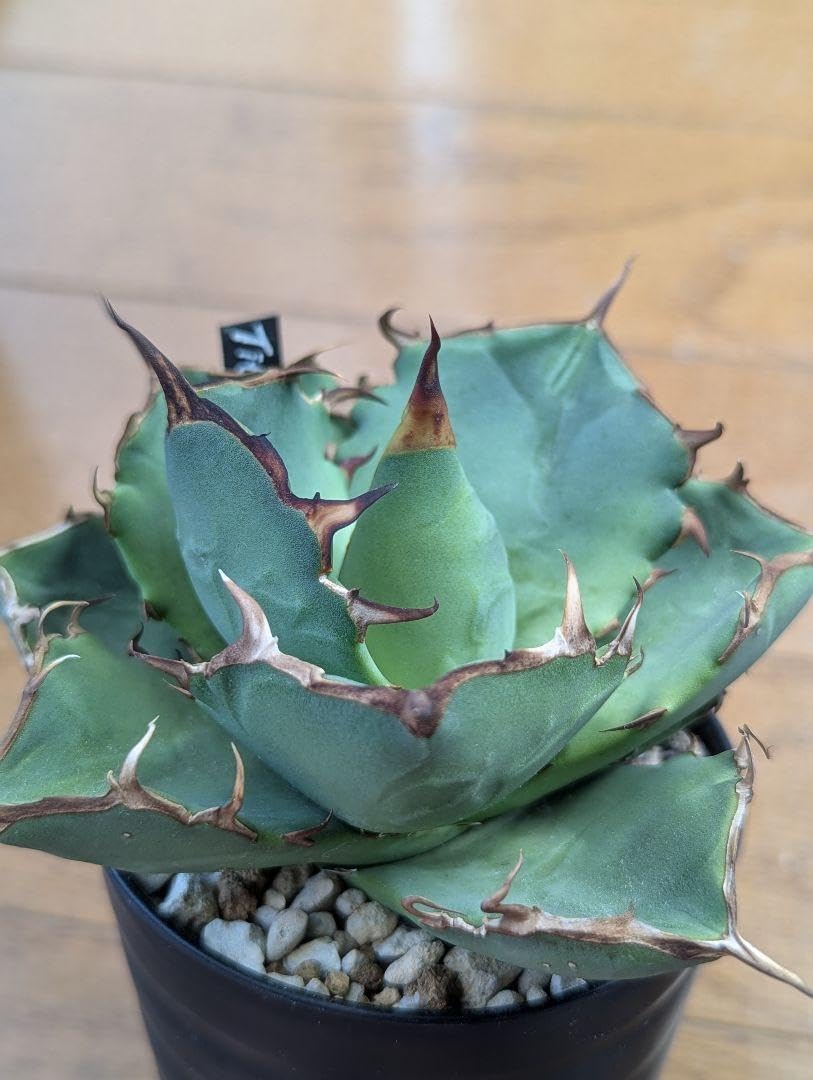 アガベ　チタノタ　オテロイ　シーザー　大株　ボールタイプ　4 アガベ チタノタ オテロイ シーザー 大株 ボールタイプ 4 Agave